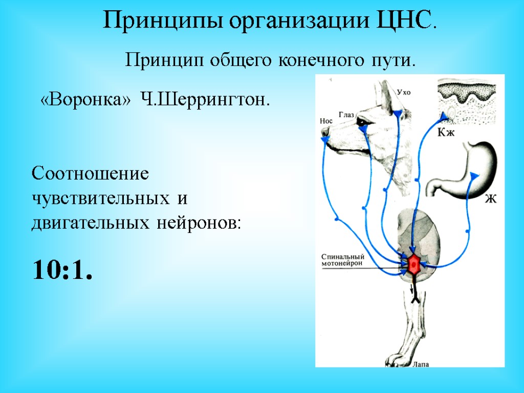 Ель рефлекса фото и описание